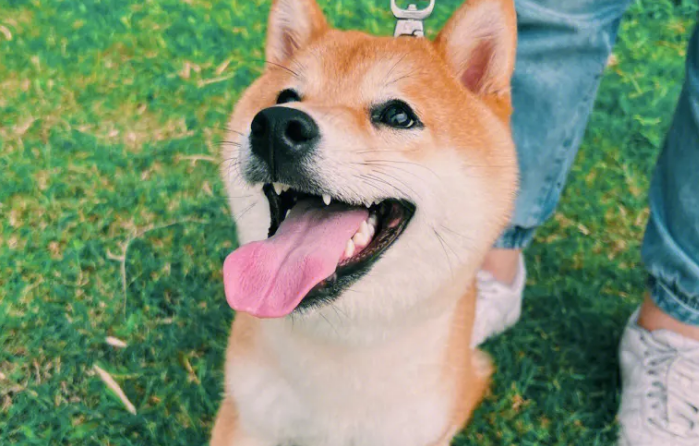 别人养过的柴犬好养吗？怎样帮助柴犬适应新主人？
