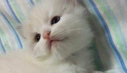 布偶猫浅蓝色眼睛是怎么回事?来看看吧 布偶猫浅蓝色眼睛是怎么回事?来看看吧