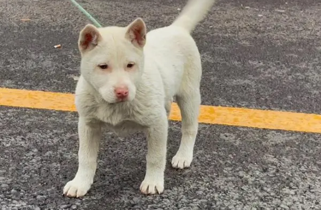 下司犬纯种怎么看