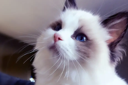 布偶猫多大可以配种?布偶猫配种注意事项这么多 布偶猫多大可以配种?布偶猫配种注意事项这么多