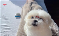 马尔济斯犬舍哪个好