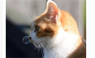 猫流黄鼻涕怎么办？猫流黄鼻涕怎么办用什么药？