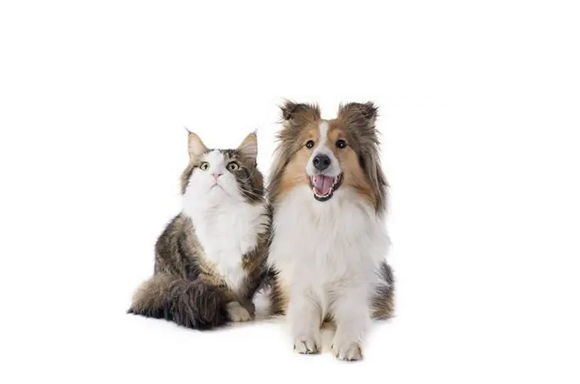 测你适合养猫还是养狗