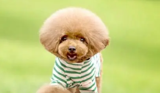 禁养犬怎么办狗证? 禁养犬怎么办狗证?
