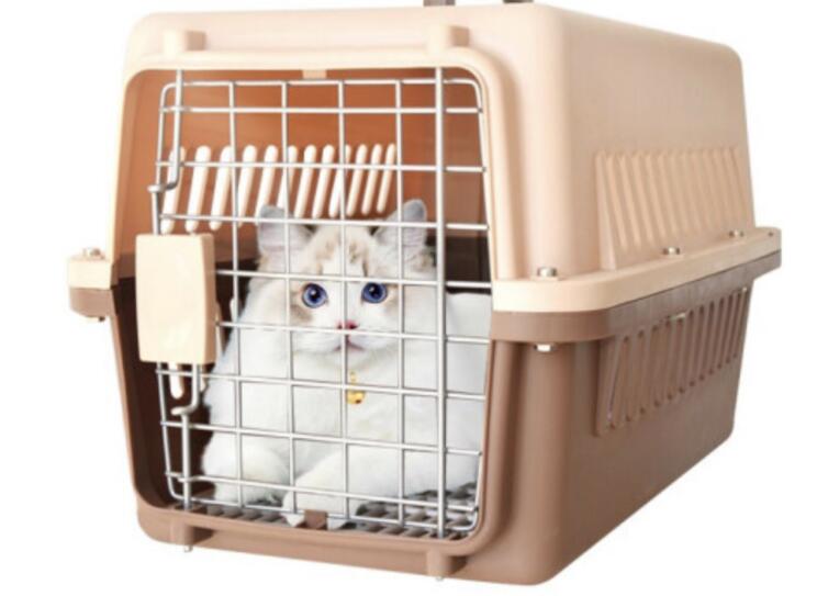 宠物猫托运多少钱