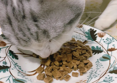 湿鼻子猫粮是哪个公司旗下品牌 湿鼻子猫粮是哪个公司旗下品牌