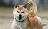 柴犬不喜欢人抱,柴犬不喜欢被抱的原因竟然是这样!