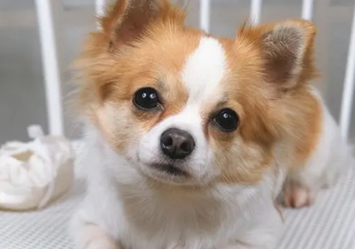狗狗子宫内膜炎的发病原因是什么？不妨来看看吧