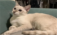 虎斑暹罗猫品相怎么看