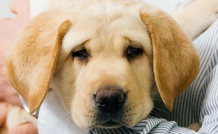 狗狗吃啥吐啥怎么办？