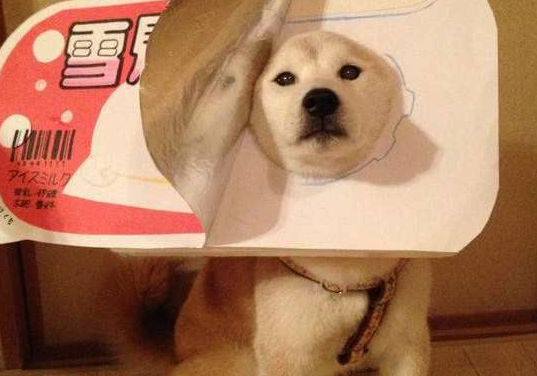 柴犬多少个月定型？一般要在一岁之后