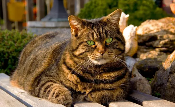 虎斑猫为什么不吉利