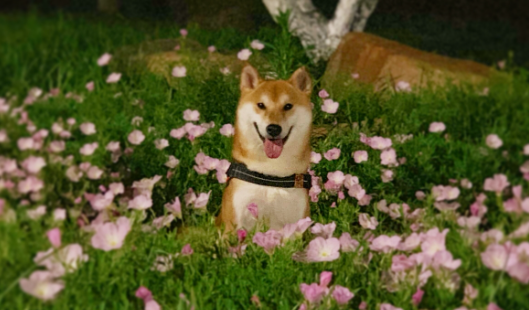 柴犬脚趾炎,柴犬脚趾炎这样做最科学? 柴犬脚趾炎,柴犬脚趾炎这样做最科学?