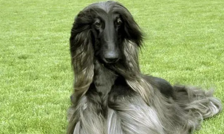 阿富汗猎犬10万
