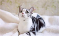 猫一直吐黄水怎么办？来看看吧