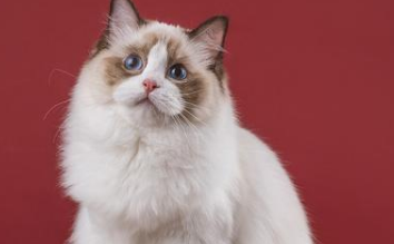 布偶猫不满耳什么意思 布偶猫满耳好吗 布偶猫不满耳什么意思 布偶猫满耳好吗