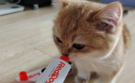 猫咪化毛膏推荐