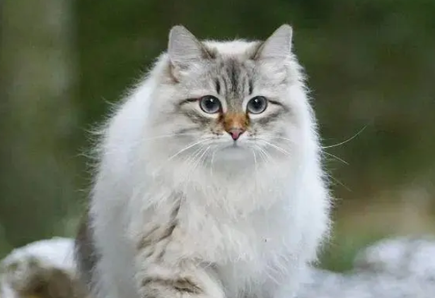 千万别养挪威森林猫 千万别养挪威森林猫