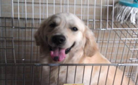 狗狗怎么办托运火车