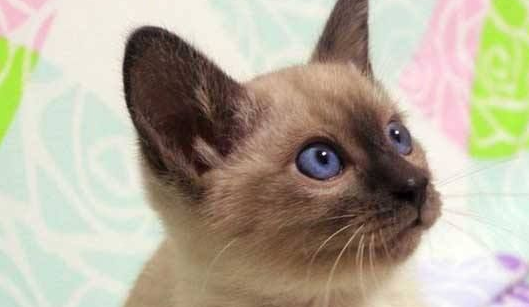 暹罗猫什么时候变色?暹罗猫变色的原因是什么? 暹罗猫什么时候变色?暹罗猫变色的原因是什么?