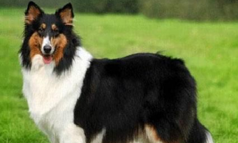 苏格兰牧羊犬防护 尽量避免在它吃东西时靠近