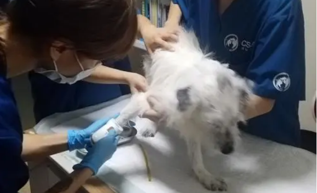 宠物医院可以配种多少钱
