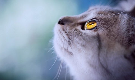 母猫没有奶怎么办怎样催奶？母猫没奶了咋办？