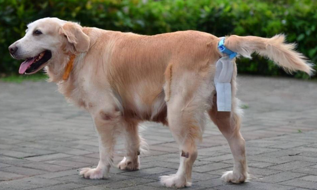母狗的奶水不足怎么办？狗妈妈没有母乳情况处理