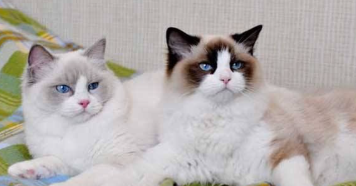 为什么布偶猫不伸爪子?布偶猫原来这么温顺! 为什么布偶猫不伸爪子?布偶猫原来这么温顺!