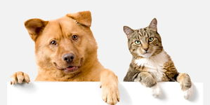 猫狗尿液分析及临床意义
