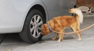 狗狗太大了出不去尿怎么办? 狗狗太大了出不去尿怎么办?