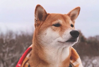 柴犬不能吃什么水果？柴犬不能吃这些水果的原因？