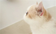猫哭了怎么办?猫哭了会怎样?