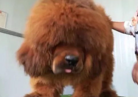 小狮头藏獒怎么样好养吗 小狮头藏獒怎么样好养吗