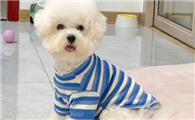 金冠宝贝宠物衣服怎么样