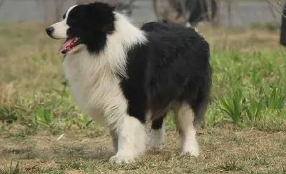 合肥犬舍哪家靠谱