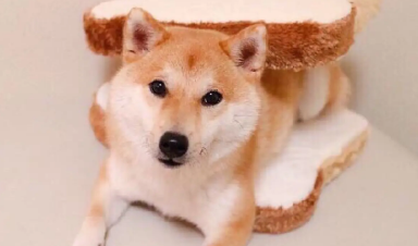 柴犬晚上怕冷吗 柴犬怕冷的表现