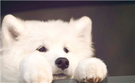 萨摩耶犬的饲养方法,不要让幼犬吃人们的剩菜剩饭!