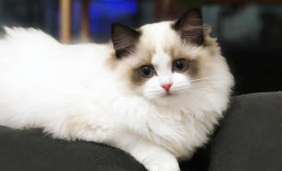 布偶猫能不能喝酸奶?喝酸奶对布偶猫有好处吗? 布偶猫能不能喝酸奶?喝酸奶对布偶猫有好处吗?