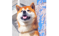 柴犬呕吐怎么办？柴犬呕吐的三个原因