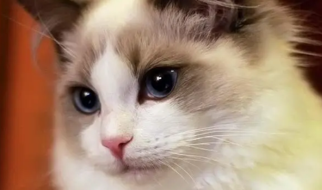 饲养布偶猫的注意事项有哪些呢 饲养布偶猫的注意事项有哪些呢