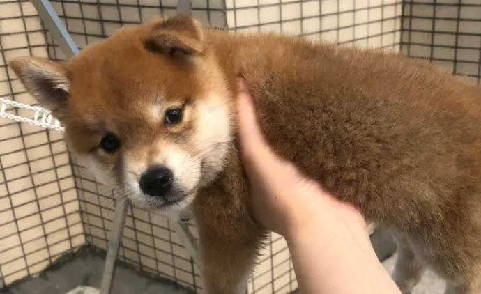 柴犬毛长吗？柴犬虽然毛不长但是掉毛也十分厉害