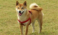 柴犬大便不成形,这三招可以解决问题!