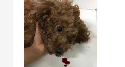 小狗上吐下泻还拉血怎么办？狗狗上吐下泻拉血水？