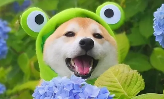 柴犬尴尬期吃什么?这些食物度柴犬非常有益 柴犬尴尬期吃什么?这些食物度柴犬非常有益