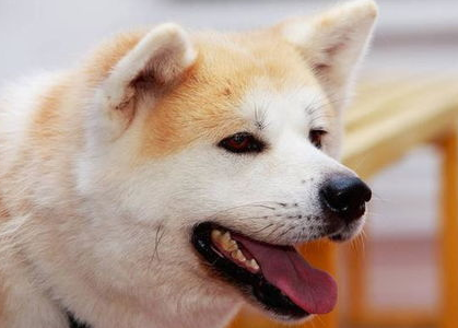 秋田犬呕吐透明液体怎么办？治疗秋田犬呕吐有妙招