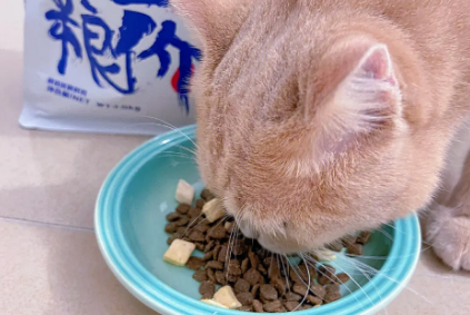 饱崽饭猫粮有几个口味 饱崽饭猫粮有几个口味