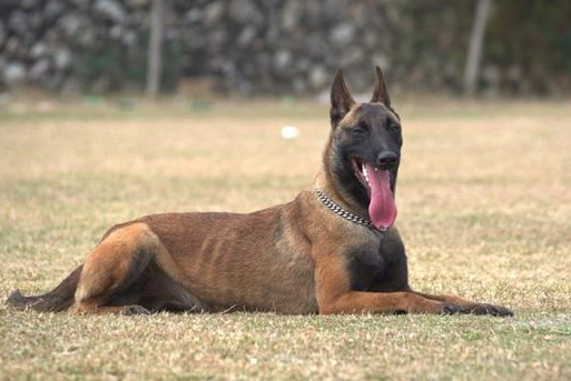 马犬怎么训练听话6个月的
