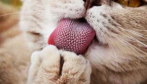 猫吃鱼刺会卡住吗?怎么办? 猫吃鱼刺会卡住吗?怎么办?