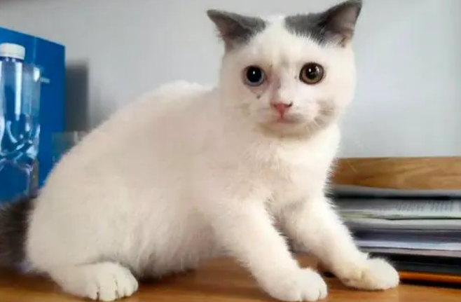 净梵猫好养吗 净梵猫好养吗